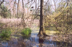 Mixed shrub herb, Mt. Cydonia